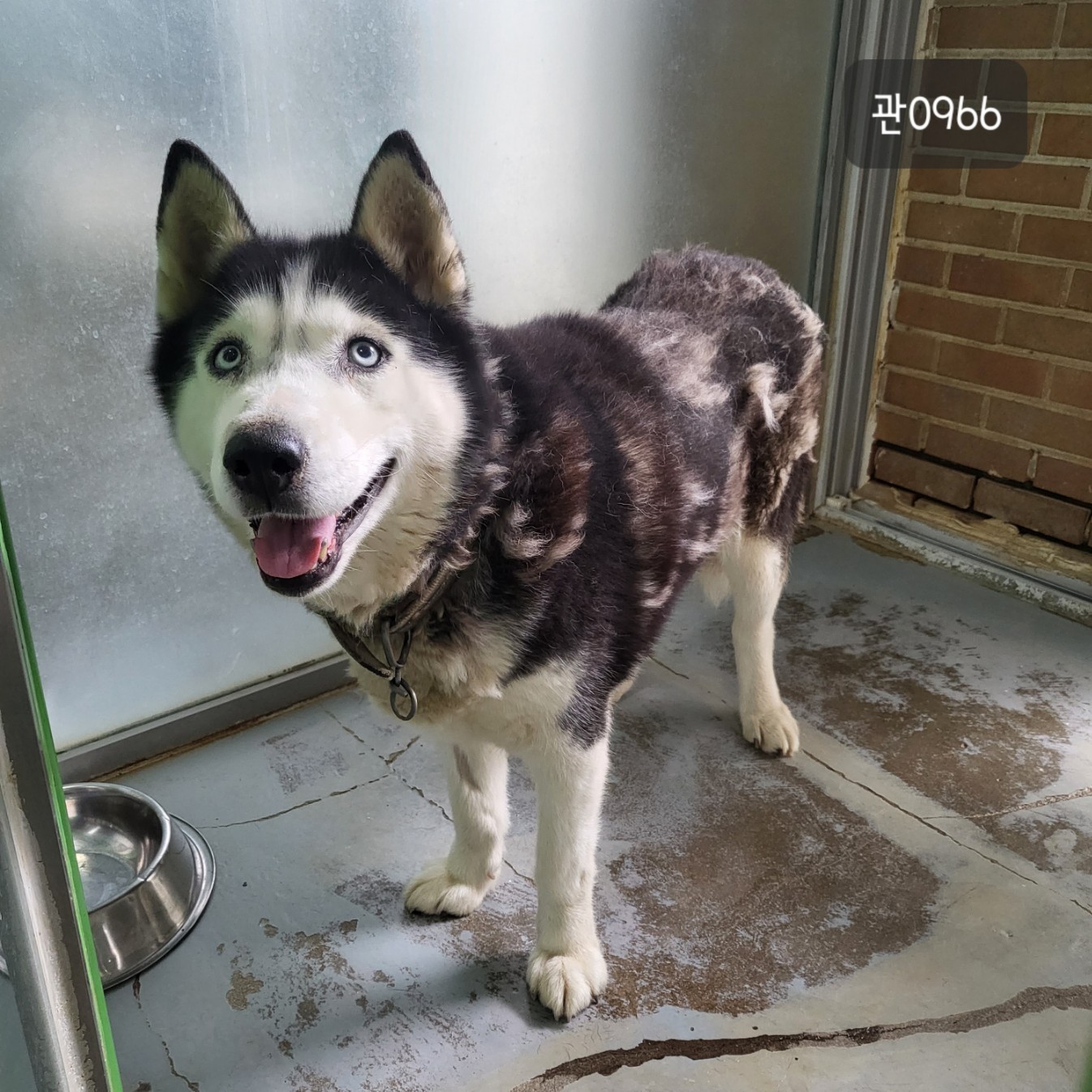 고양시동물보호센터_441394202300966